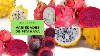 Cómo identificar las variedades de pitahya  Hundatus purpusii amarilla fruta del dragón 😱💚 [upl. by Sievert]