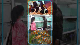 கறுப்பு Nemo Clown Fish  Black Clown  Marine Fish [upl. by Nevar]