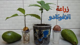 زراعة الافوكادو avocado مشاتل المنوفية [upl. by Corydon676]