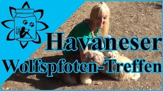 Havaneser Wolfspfoten Hunde Treffen 29092018 Havaneser von den Wolfspfoten [upl. by Blalock]