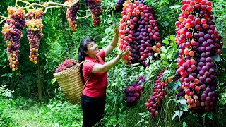 How to Harvest Grape goes To Market Sell  Harvesting and Cooking Tieu Vy Daily Life [upl. by Frederik]