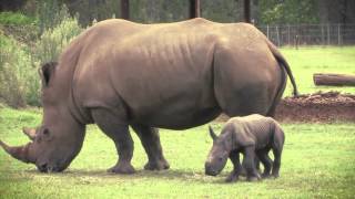 Baby Rhino at Australia Zoo [upl. by Aihcrop710]