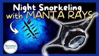 KIDS Snorkel with Manta Rays AT NIGHT Night Manta Ray Snorkel Trip Hawaii Oceanic  Kona Hawaii [upl. by Giefer]