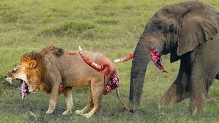 Elephant Show Strength Painful Lion Is Attacked And Tortured By Africas Deadliest Elephant [upl. by Ahsiya641]