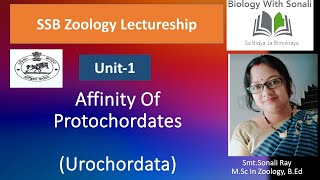 Affinity of Protochordates  Affinity of Urochordata  biologywithsonali ssbodisha zoology [upl. by Hurlow237]