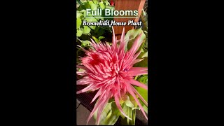 Bromeliad House Plant in Full Blooms [upl. by Edlun579]