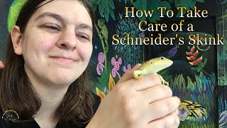 How to Take Care of a Schneiders Skink [upl. by Bora971]