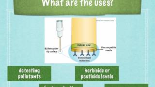 A level S6 Biosensors Ms Cooper [upl. by Zanahs683]