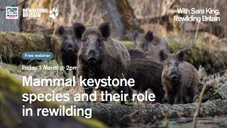 Mammal keystone species and their role in rewilding with Rewilding Britain [upl. by Orsino]