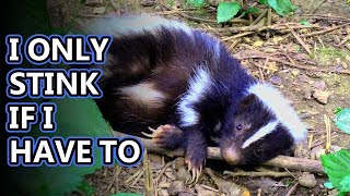 Skunk facts not always stinky  Animal Fact Files [upl. by Atirak]