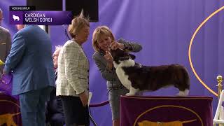 Cardigan Welsh Corgis  Breed Judging 2024 [upl. by Klug]