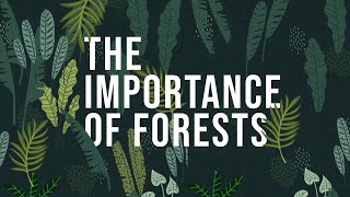 The Importance of Forests  How to protect Forests [upl. by Kevyn]