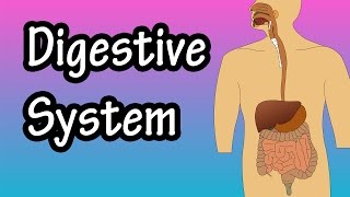 What Is The Digestive System  How The Digestive System Works  Digestive System Function [upl. by Posner]