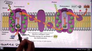 Photosystem 2 and Photosystem 1 [upl. by Ricki]