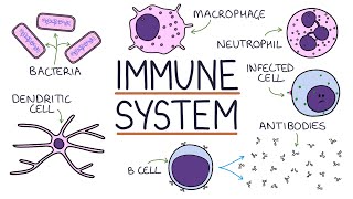 Understanding the Immune System in One Video [upl. by Eerb74]