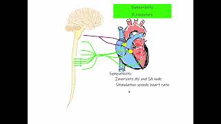 29 Chronotropic Effect Heart Rate [upl. by Ancilin]