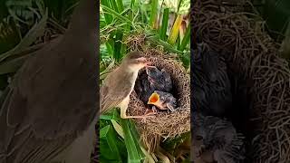 Bar winged prinia Birds bring blue locusts to feed babiesbirds bird baby nature babyanimal [upl. by Ayiotal]