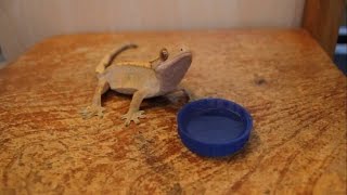 Do Crested Geckos Drink From Water Bowls [upl. by Gross]