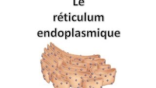 Le réticulum endoplasmique [upl. by Ojiram]