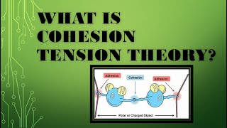 What is cohesion tension theory of transpiration BIOLOGY  PLANT physiology [upl. by Halda]