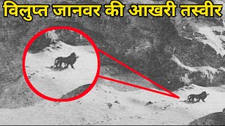 विलुप्त जानवर से एक आखरी मुलाकात । Extinct Animals Alive  History Facts Extinct Animals [upl. by Aruasor]