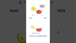 ADN Et ARN Sont Deux Acides Nucléiques De La Cellule [upl. by Lotsirk]