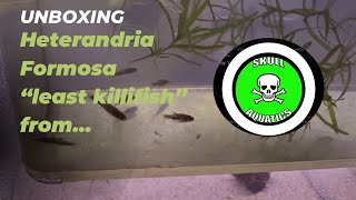 Heterandria Formosa “least killifish” from Curtis at SkullAquatics [upl. by Giustino]