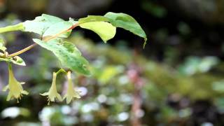 Wild Orchids of Ontario [upl. by Eelarual]