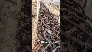 Why Grape Growers Bury Their Vines in Winter shorts [upl. by Alehs]