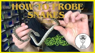 How To Probe Snakes no 156 [upl. by Aynod]