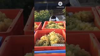 अंगूर से कैसे करते है लाखों की कमाई   grapes  grape [upl. by Royd]