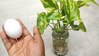 Best natural fertilizer for any water plants  Homemade free fertilizer [upl. by Edgardo]