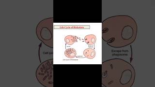 Rickettsia life cycle Morphology Disease endemic typhus scrub typhus zoology 3rd year [upl. by Eselrahc]