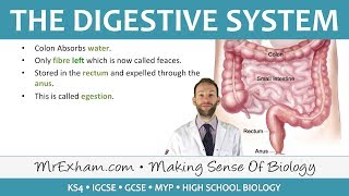 The Digestive System  GCSE Biology 91 [upl. by Eniamsaj]