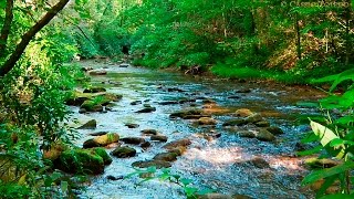 Naturgeräusche  Natur Meditation  Urwaldgeräusche [upl. by Miza]