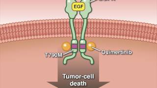 Osimertinib in Advanced Non–SmallCell Lung Cancer [upl. by Trocki892]