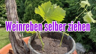 Weinreben selber ziehen  Wein vermehren durch Stecklinge und Ableger Weintrauben Pflanze [upl. by Nodmac]