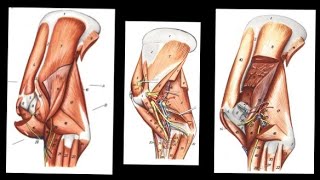 Muscles of Arm Region  Myology  NDVSU  1st Year Lecture [upl. by Edva]