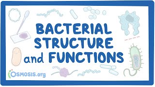 Bacterial Structure and Functions [upl. by Aisela]