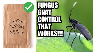 Guaranteed Fungus Gnat Control And Prevention  Over 10 Methods [upl. by Colet]