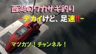 西湖のワカサギ釣り。デカイけど、足速‼️ワカサギ党実釣編 [upl. by Kinemod]