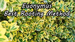 Euonymus  The Best Way to Grow  Rooting [upl. by Nymassej]