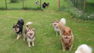 Finnish Lapphund Finnish Lapponian Dog Finnischer Lapphund Kennel Erimathi have fun [upl. by Etan]