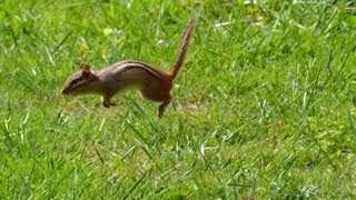 Chipmunk chirping sounds [upl. by Sunev]