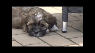 Havaneser WelpenHavanese puppies [upl. by Nurav]