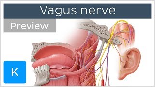 Vagus nerve location branches and function preview  Neuroanatomy  Kenhub [upl. by Almeda957]