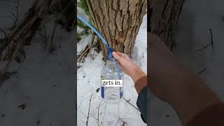 How to MAPLE SYRUP Tree sap extraction 39 sec TUTORIAL Will the weather be perfect How to setup [upl. by Ttihw29]