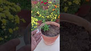 Marigold plant care tips and get more flowers in Marigold plant 100 work [upl. by Atiekram861]