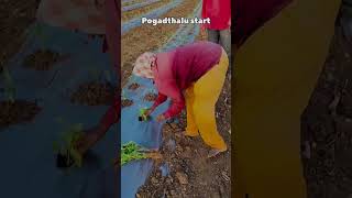 Maa Babai mamulodu kaadhu sir vammo farmer farming funny trending shorts [upl. by Elurd]