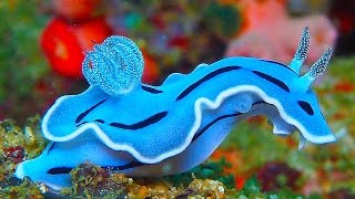 19 INCREDIBLY Colorful Sea Creatures [upl. by Annazor945]